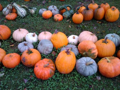 A variety of pumpkins in different colors and sizes scattered on green grass.