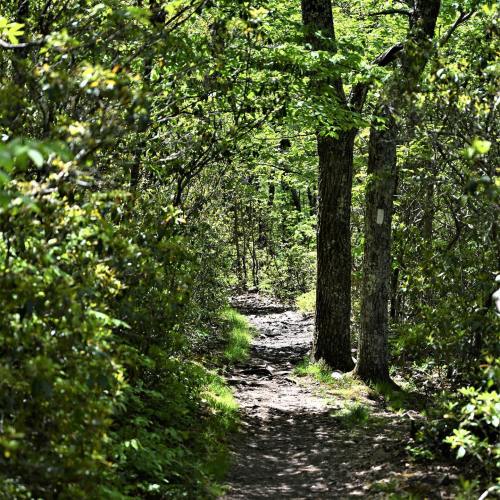A narrow, winding trail surrounded by lush green trees and foliage on a sunny day.