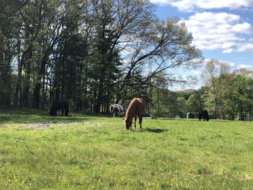 A group of horses grazing in a lush green field surrounded by trees under a partly cloudy sky.