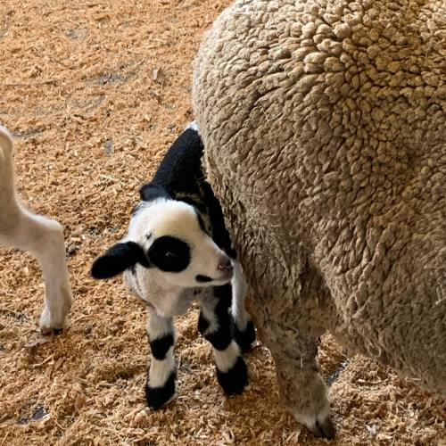 A black and white lamb nuzzles against the woolly rear of a sheep in a barn, surrounded by straw.