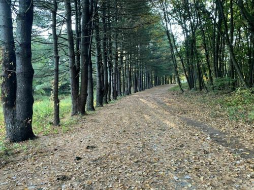 A serene forest path lined with tall trees, surrounded by fallen leaves and soft sunlight filtering through the branches.