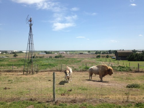 A windmill stands beside a horse and a bison in a grassy field with a distant farm landscape under a blue sky.