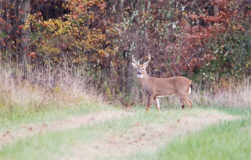 A deer stands in a grassy area, surrounded by trees with autumn foliage in the background.