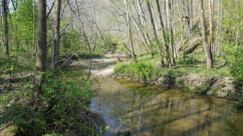 A serene forest scene featuring a clear, winding creek surrounded by lush green trees and sunlight filtering through the leaves.