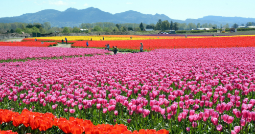 A vibrant field of tulips in various colors, with mountains in the background and people enjoying the scenery.