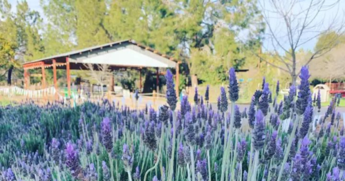 Lavender flowers in the foreground with a rustic building and trees in the background on a sunny day.