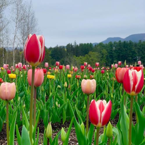 A vibrant field of tulips in various colors, with mountains and trees in the background under a cloudy sky.