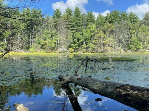 A serene pond surrounded by lush green trees, with a fallen log resting on the water's edge under a blue sky.