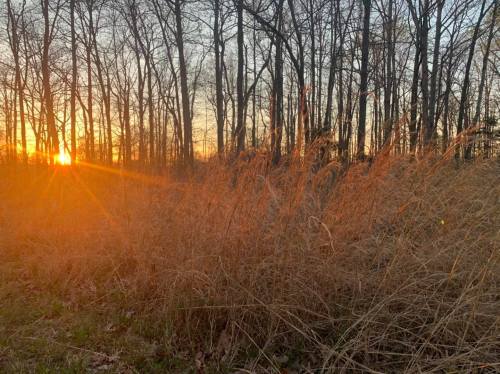Sunset behind a forest, casting warm light on tall grasses in the foreground, creating a serene, golden atmosphere.