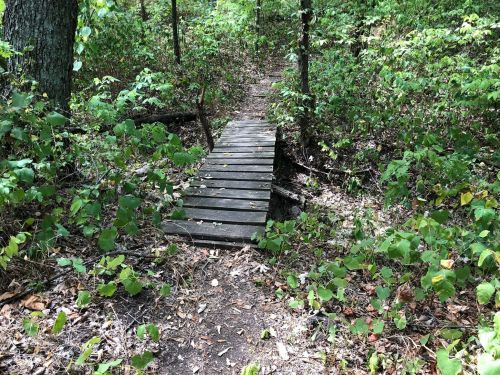 A wooden bridge spans a small gap in a forested area, surrounded by lush green foliage and a dirt path.
