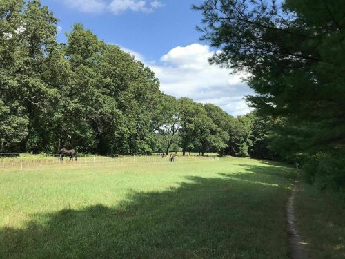 A grassy field with horses grazing under a blue sky, surrounded by trees and a walking path on the right.
