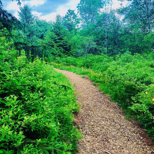 A winding dirt path through lush green foliage and trees, with yellow markers lining the trail.
