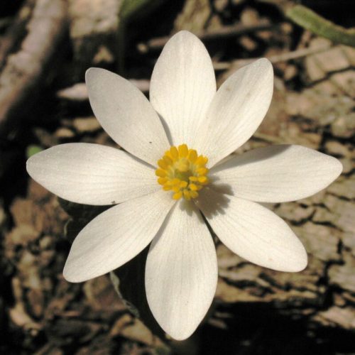 A close-up of a white flower with five petals and a yellow center, set against a natural background.