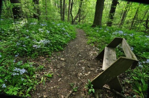 A wooden bench beside a winding path through a lush green forest, adorned with blooming blue flowers.