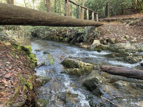 A serene forest scene featuring a flowing stream, mossy rocks, and a wooden bridge overhead.