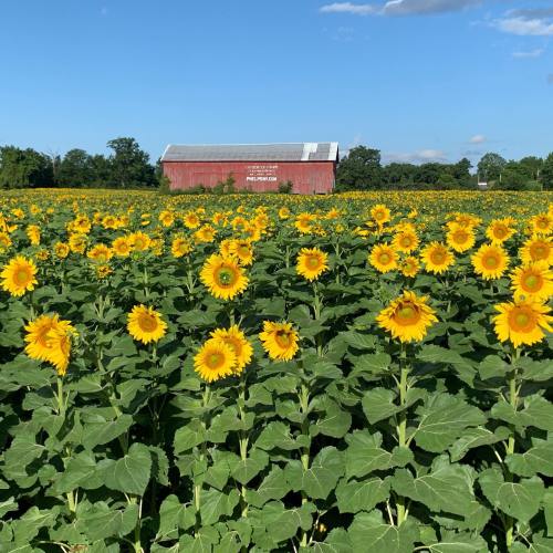 A vibrant field of sunflowers in full bloom, with a red barn in the background under a clear blue sky.