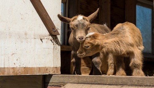 Two young goats playfully nuzzle each other on a wooden platform near a barn.