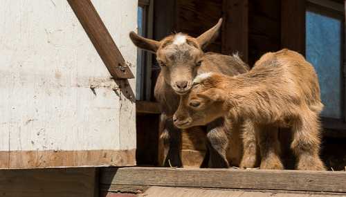 Two young goats playfully nuzzle each other on a wooden platform near a barn.