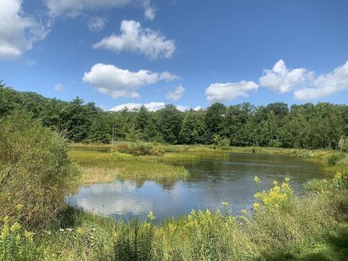 A serene pond surrounded by lush greenery and trees under a blue sky with fluffy clouds.