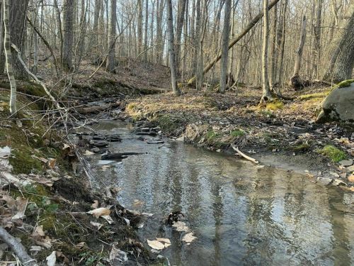 A serene forest scene featuring a small stream surrounded by trees and scattered leaves on the ground.