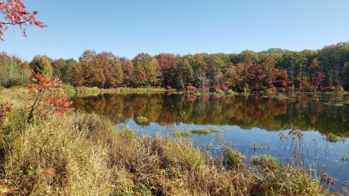 A serene pond surrounded by vibrant autumn foliage and clear blue skies, reflecting colorful trees in the water.