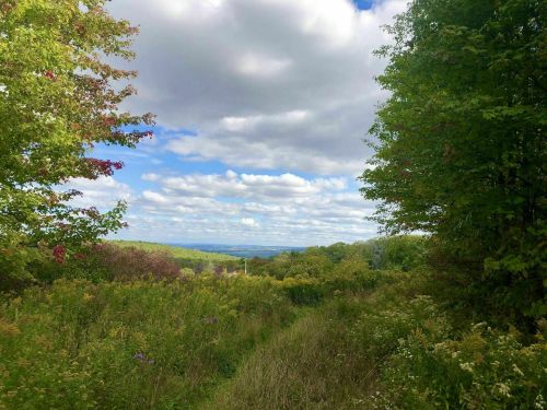 A scenic view of a lush green landscape with trees and a cloudy blue sky in the background.