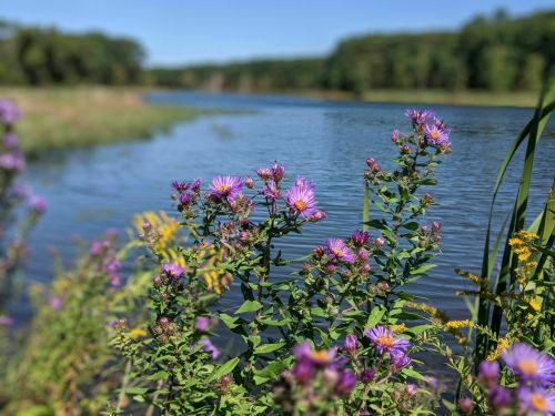 Purple wildflowers bloom by a calm river, surrounded by lush greenery and trees in the background.