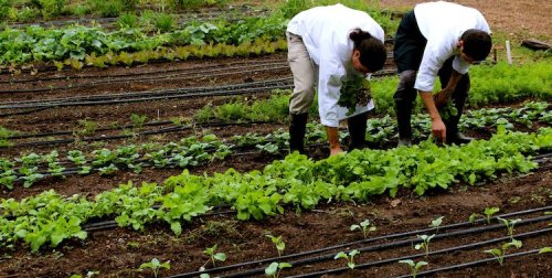 Two people tending to rows of green plants in a garden, surrounded by lush vegetation and irrigation lines.
