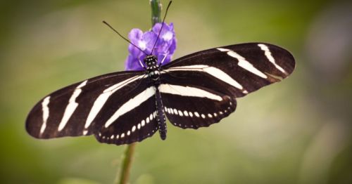 A black and white striped butterfly perched on a purple flower against a blurred green background.
