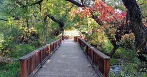 A wooden bridge surrounded by lush greenery and colorful autumn leaves, leading into a serene natural area.