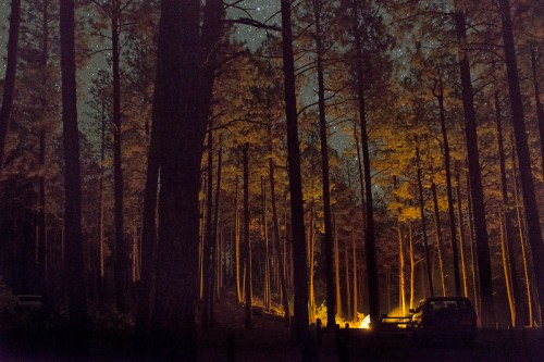 A serene forest at night, illuminated by a campfire, with tall trees and a starry sky in the background.