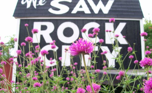A close-up of pink flowers in front of a black sign that reads "we SAW ROCK CITY."