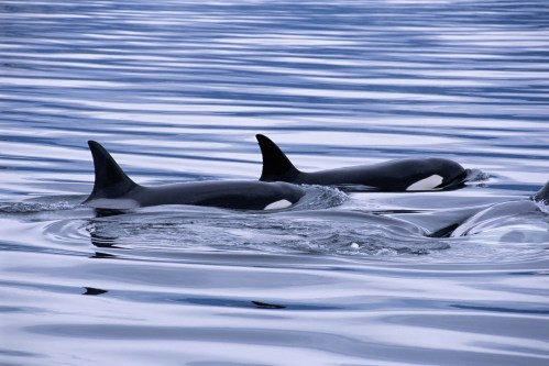 Two orcas swim gracefully in calm, blue waters, their dorsal fins breaking the surface.