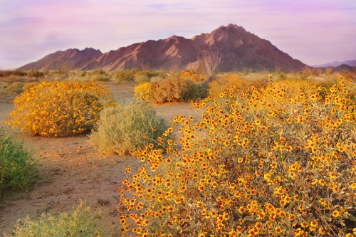 Vibrant yellow wildflowers bloom in the foreground, with rugged mountains in the background under a pastel sky.