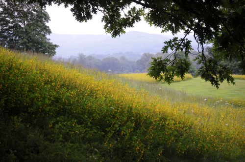 A lush landscape featuring a field of yellow flowers, framed by trees and distant mountains under a cloudy sky.
