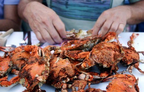 A close-up of hands picking at a pile of seasoned, cooked crabs on a table.