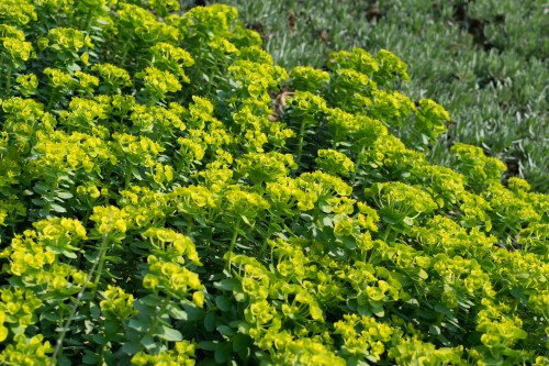 A vibrant patch of bright green plants with clusters of small yellow flowers in a sunny outdoor setting.