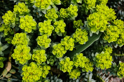 A close-up of vibrant green succulent plants with tightly clustered, flower-like formations.