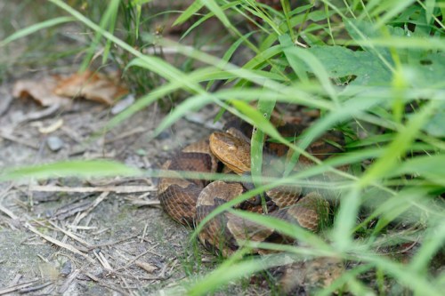 A coiled snake partially hidden among tall grass and leaves on the ground.