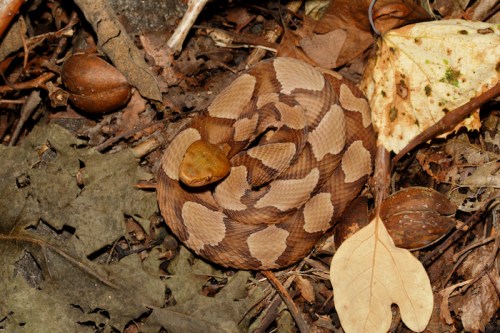 A coiled snake with a patterned brown and tan body resting among dry leaves and nuts on the forest floor.