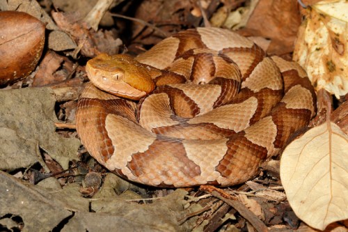A coiled snake with a brown and tan pattern resting on dry leaves and soil in a natural setting.