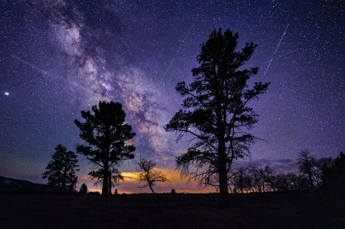 Silhouetted trees against a starry night sky with the Milky Way and streaks of meteors.