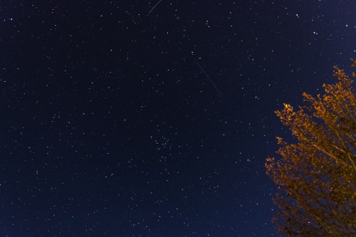 A clear night sky filled with stars, with a silhouette of a tree in the foreground.