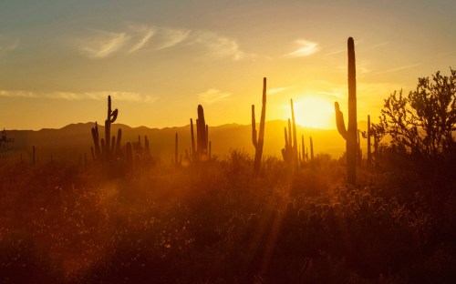 Sunset over a desert landscape with silhouetted cacti and mountains in the background, casting a warm golden glow.