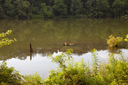 A calm lake surrounded by lush greenery, with a partially submerged log and gentle ripples on the water's surface.