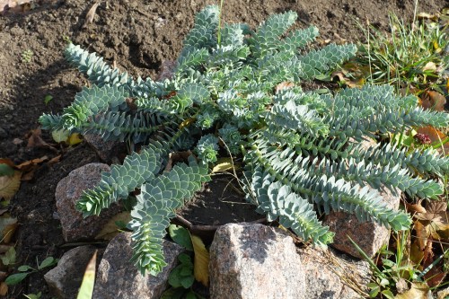 A green succulent plant with thick, fleshy leaves growing among stones in a garden setting.