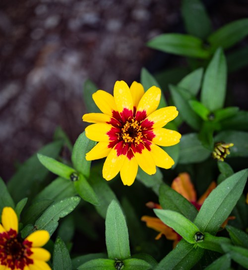 A vibrant yellow flower with red accents surrounded by green leaves, glistening with droplets of water.
