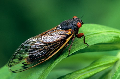 Close-up of a cicada perched on a green leaf, showcasing its detailed wings and bright red eyes.