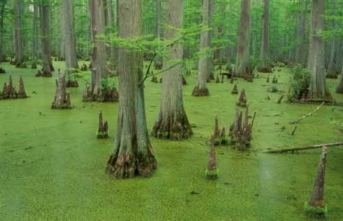 A lush green swamp with cypress trees and moss-covered ground, creating a serene, natural landscape.