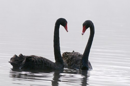 Two black swans gracefully swim close together on a misty lake, their necks forming a heart shape.